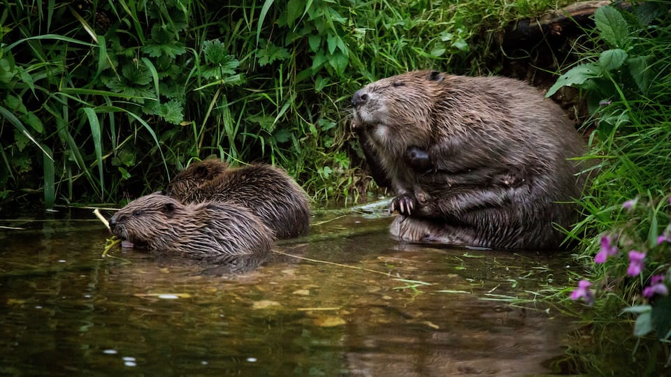 Two beavers in a shallow water body surrounded by dense green vegetation.