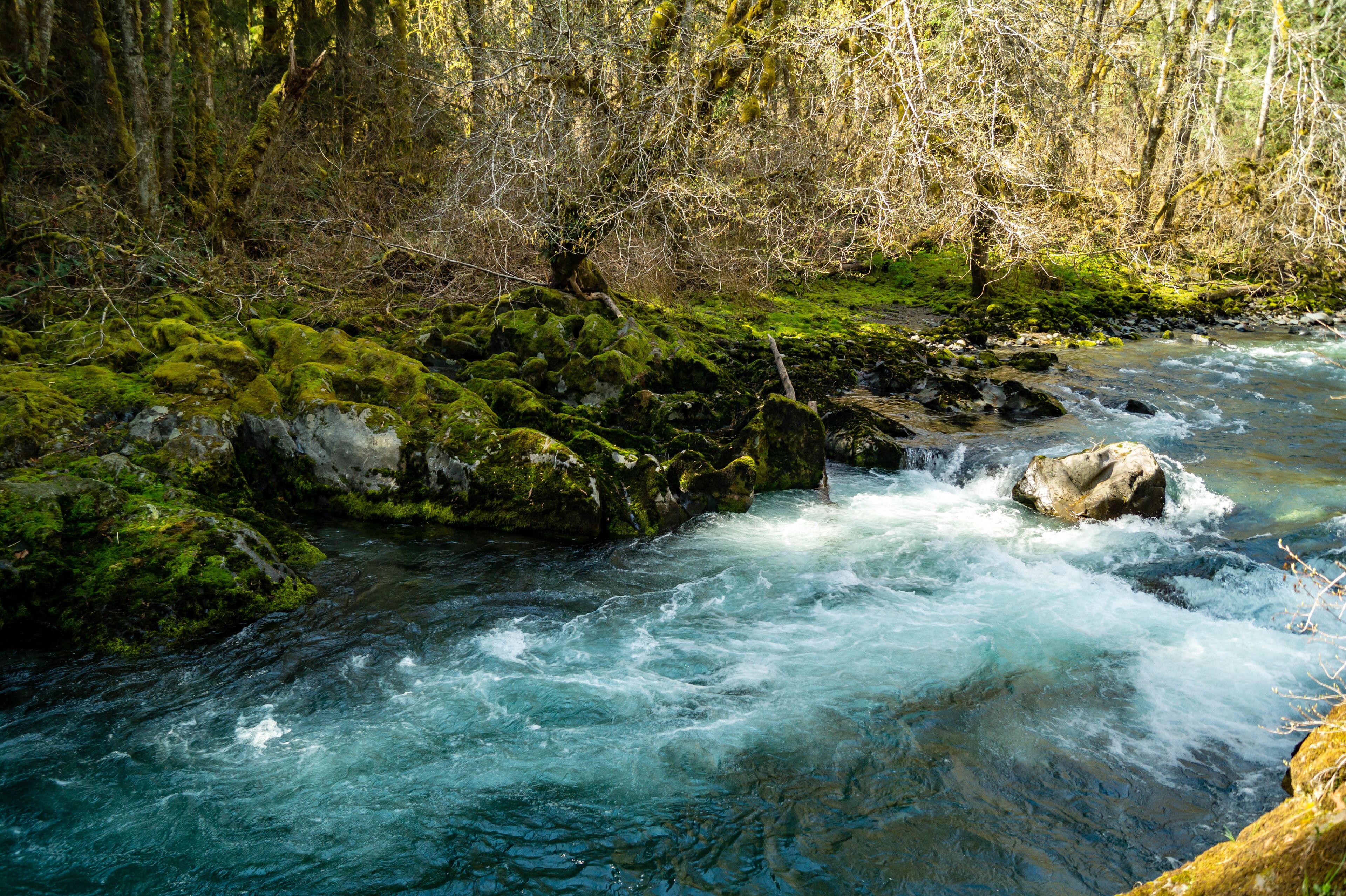 A shady spot on the Dosewallips River flowing on the Olympic Peninsula of Washington near Brinnon, Washington