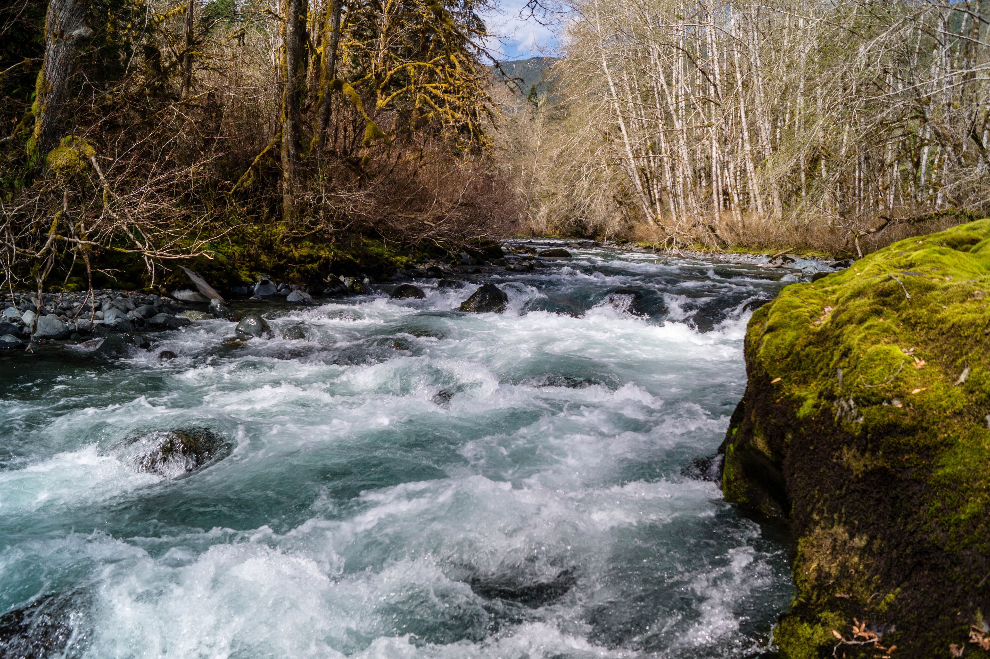The Dosewallips River flowing on the Olympic Peninsula of Washington near Brinnon, Washington