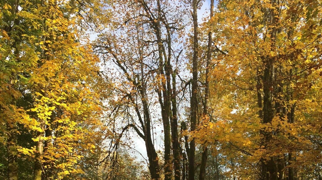 This park is one of my favorite hiking destinations..visit in the fall for beautiful colors and a chance to see our resident Roosevelt Elk