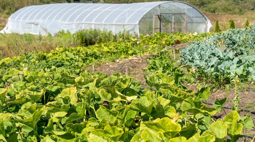Chimacum, Washington State, USA. Various kinds of squash and collard greens growing in a field in front of a commercial greenhouse.