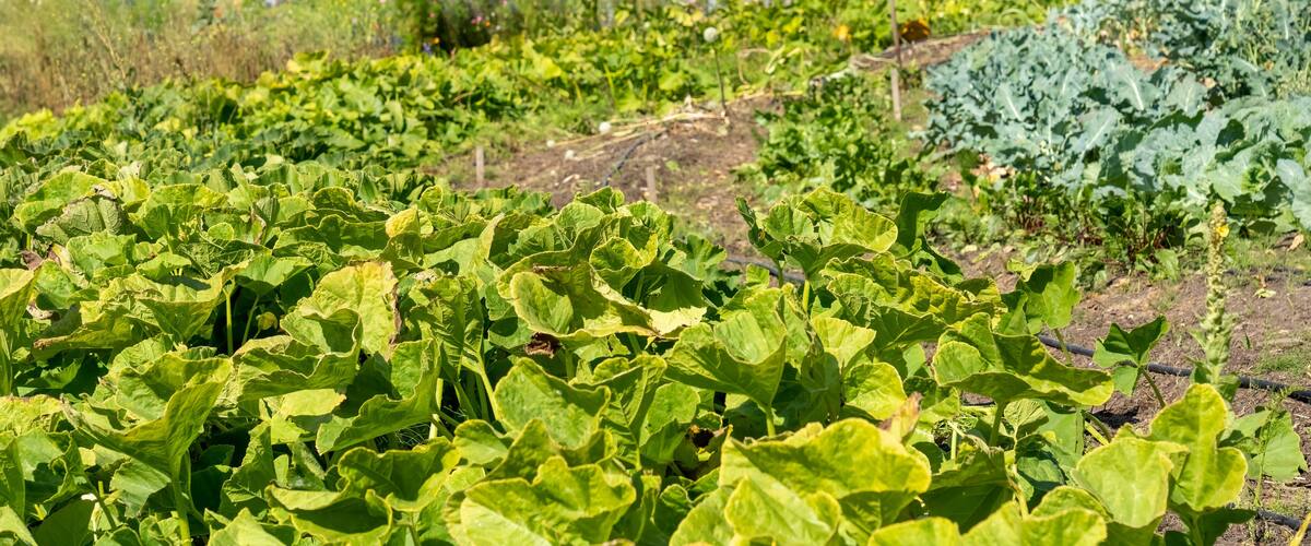 Chimacum, Washington State, USA. Various kinds of squash and collard greens growing in a field in front of a commercial greenhouse.