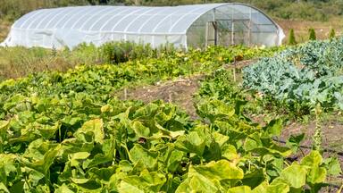 Chimacum, Washington State, USA. Various kinds of squash and collard greens growing in a field in front of a commercial greenhouse.