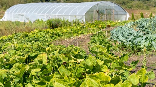 Chimacum, Washington State, USA. Various kinds of squash and collard greens growing in a field in front of a commercial greenhouse.