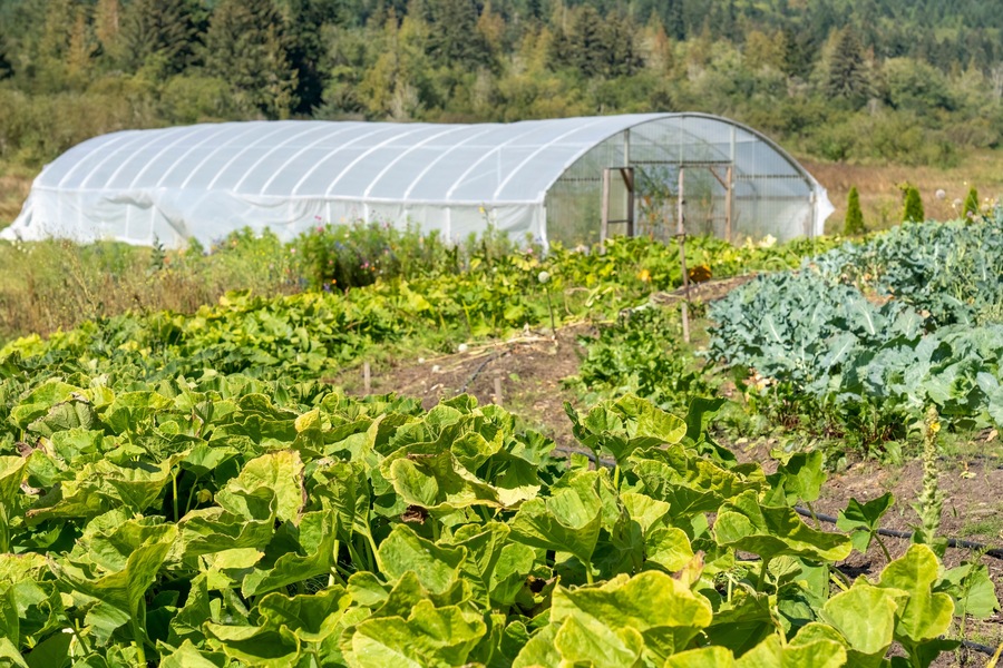Chimacum, Washington State, USA. Various kinds of squash and collard greens growing in a field in front of a commercial greenhouse.