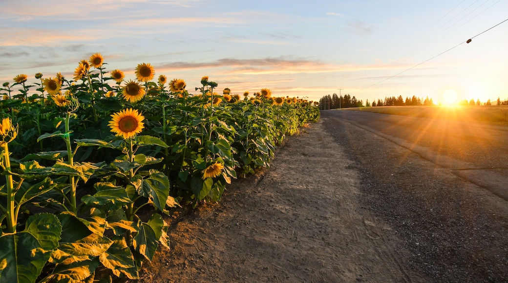 The sun sets at dusk along a rural highway alongside a field of wild sunflowers in the Inland Northwest prairie area near Spokane, Washington.