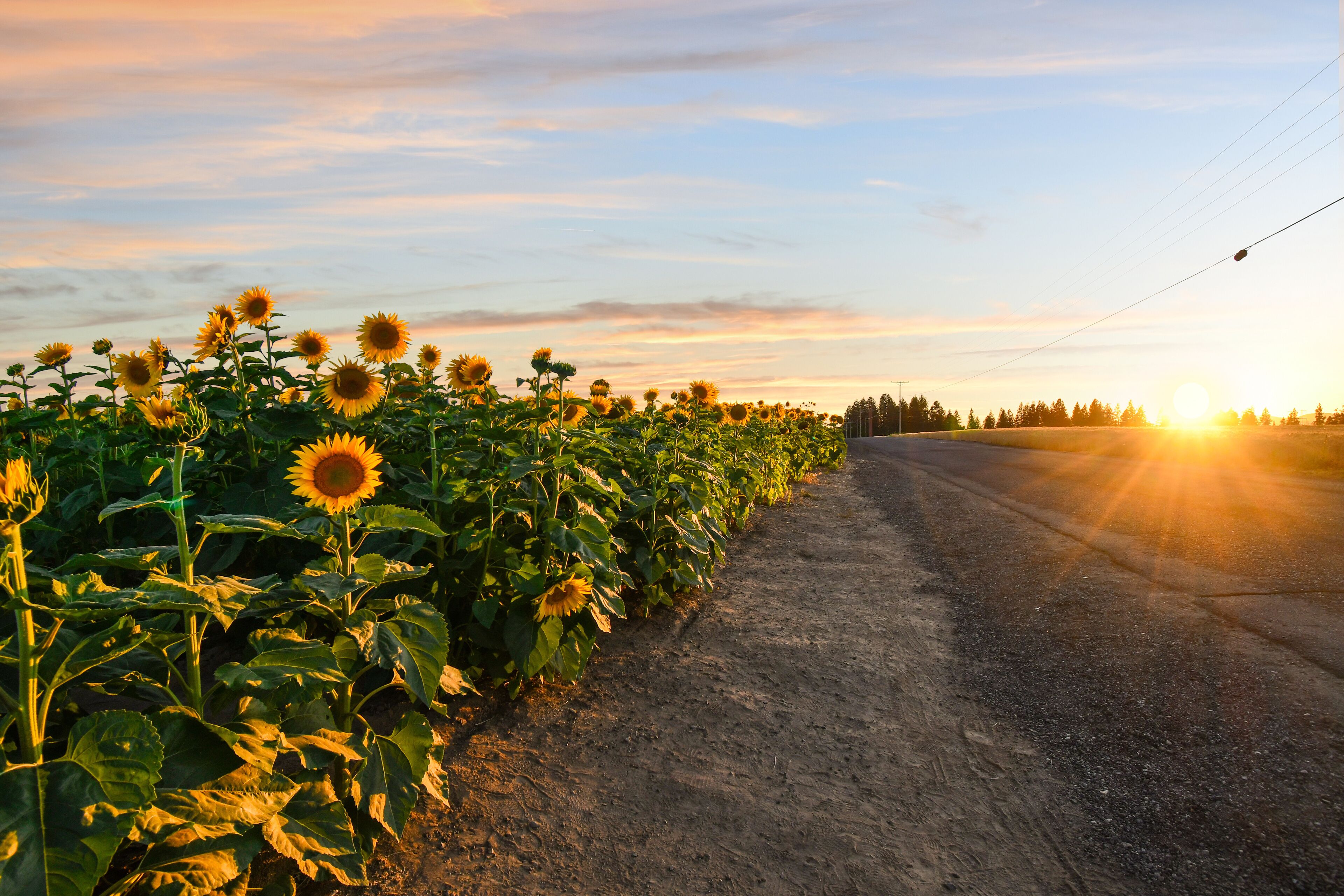 A dirt road alongside a sunflower field with the sun setting in the background.