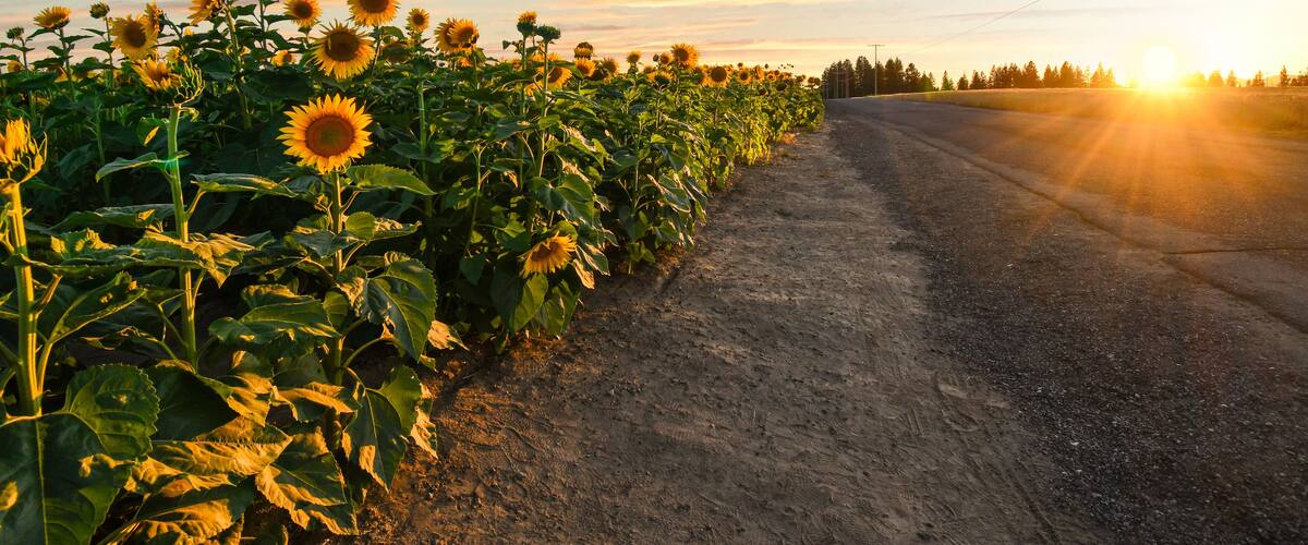 A dirt road alongside a sunflower field with the sun setting in the background.