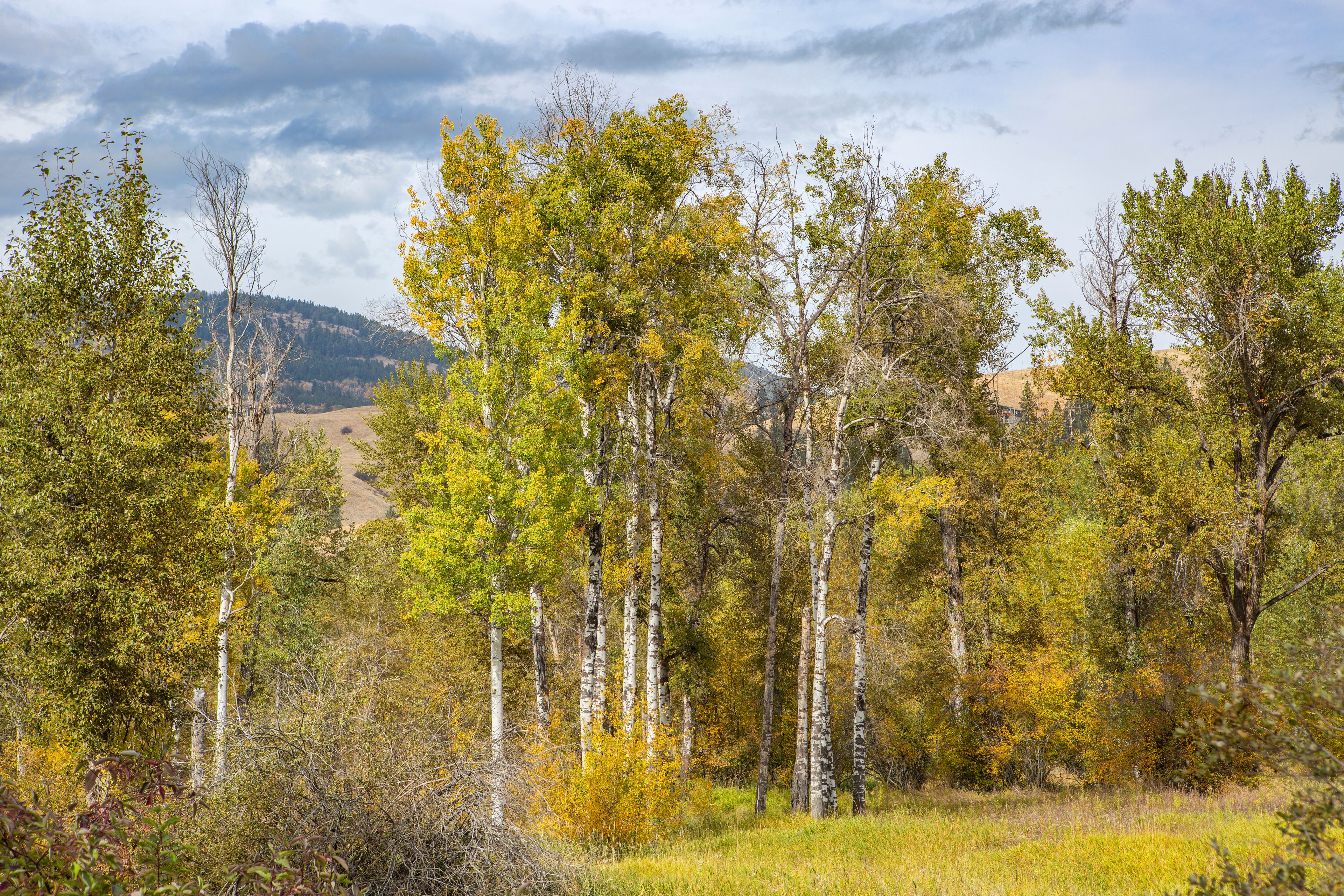 Fall colors in North Central Washington