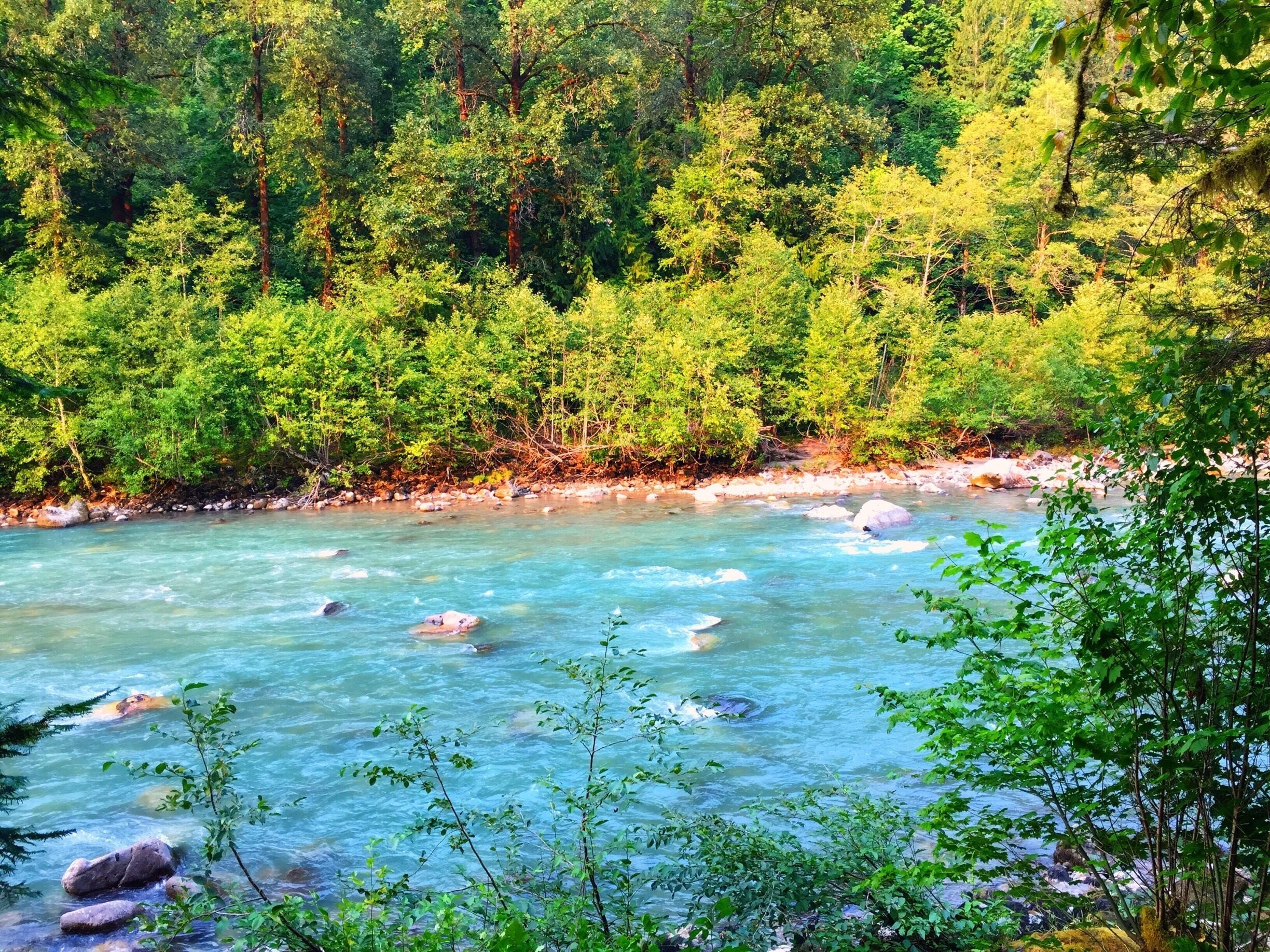 A clear river surrounded by dense green forest.
