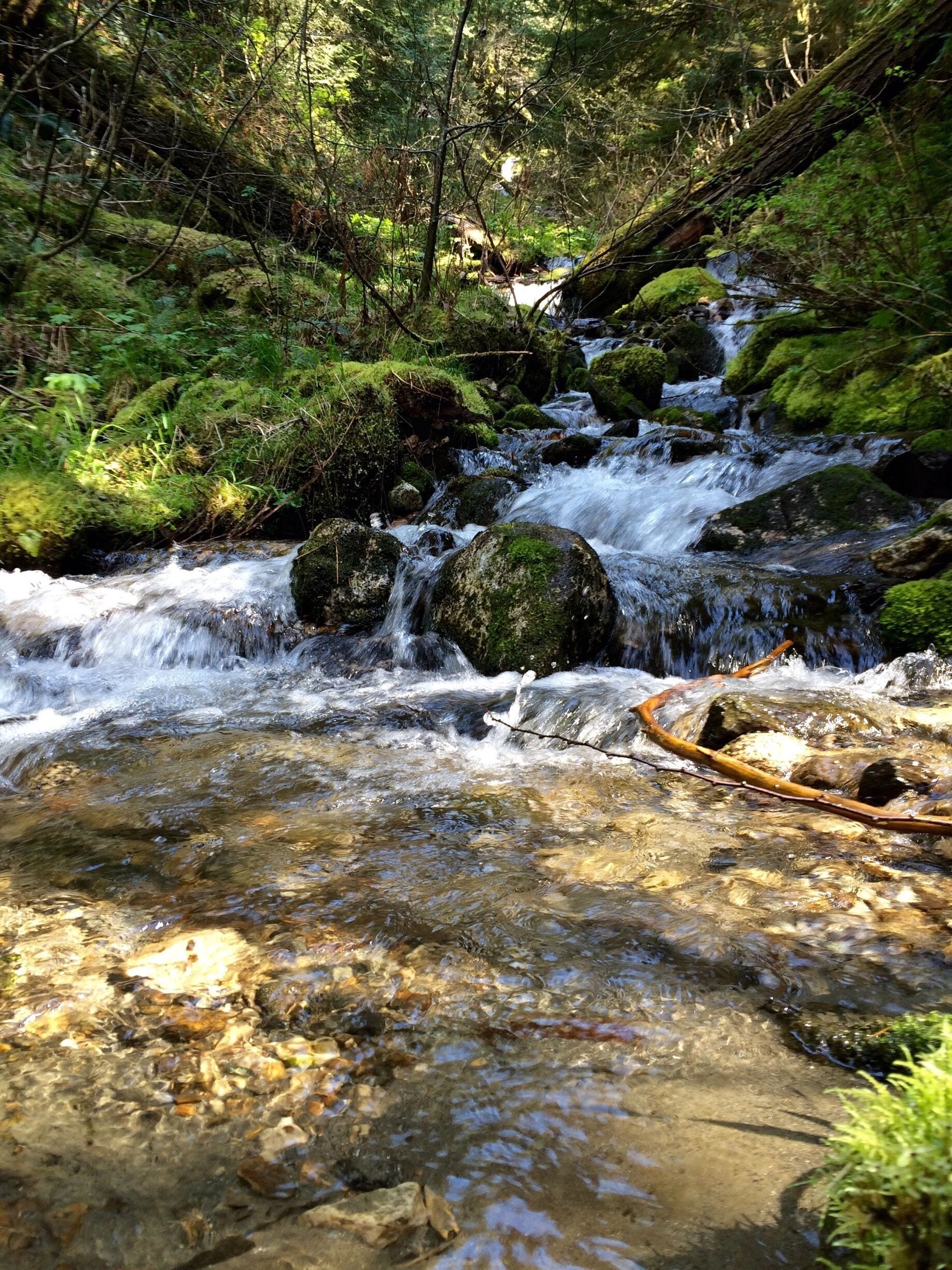 A clear stream with rocks and moss, surrounded by dense green foliage.