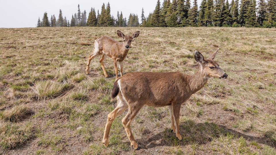 Two deer in a grassy field with a forest in the background.
