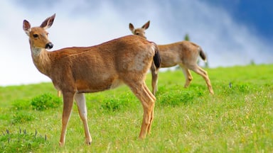 4K Image: Majestic Deer in Olympic National Park, Washington, USA