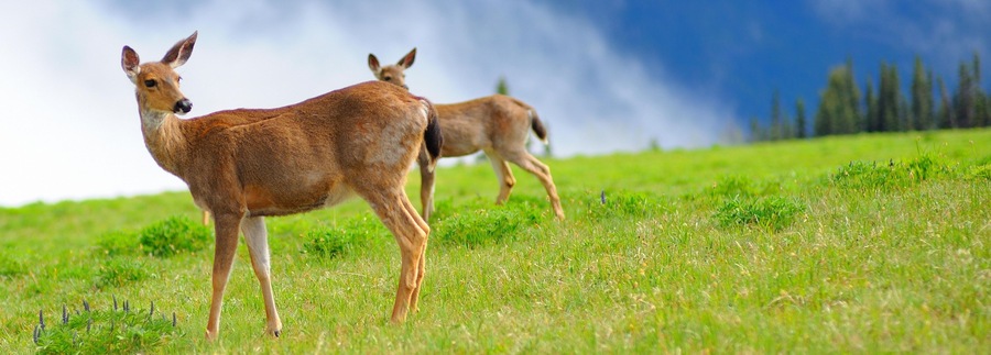 4K Image: Majestic Deer in Olympic National Park, Washington, USA