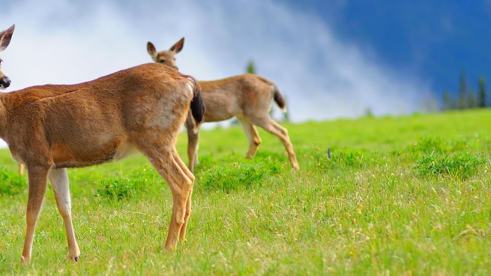 Two deer on a grassy hillside with a clear sky and trees in the background.