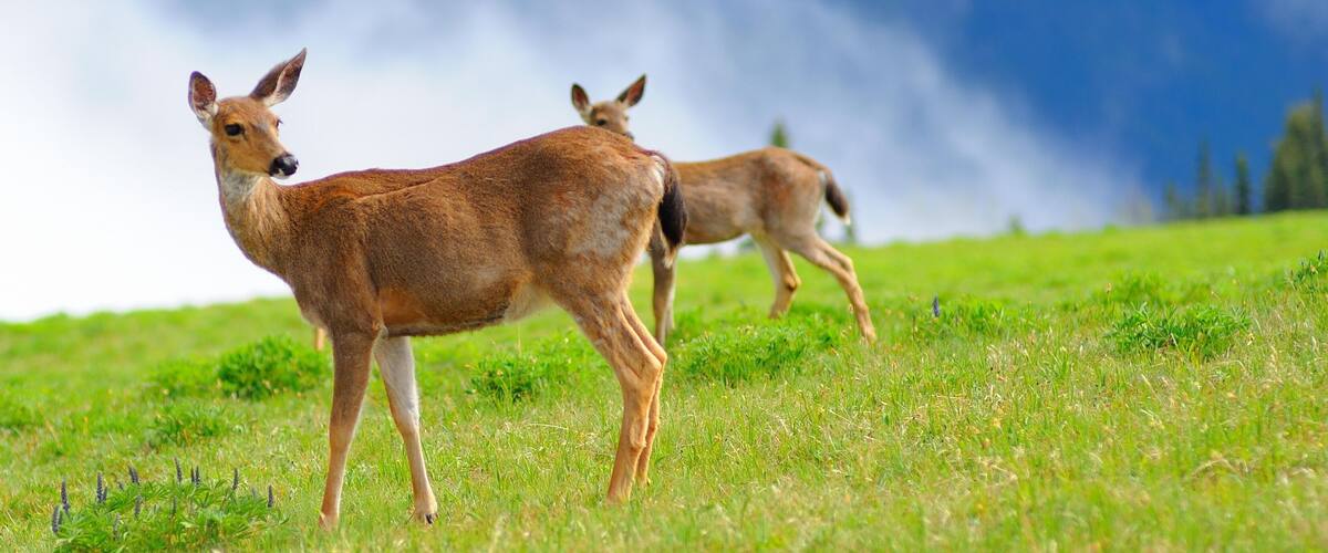 4K Image: Majestic Deer in Olympic National Park, Washington, USA