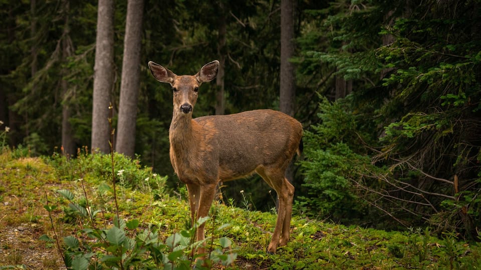 A deer standing in a forest with tall trees and green foliage.