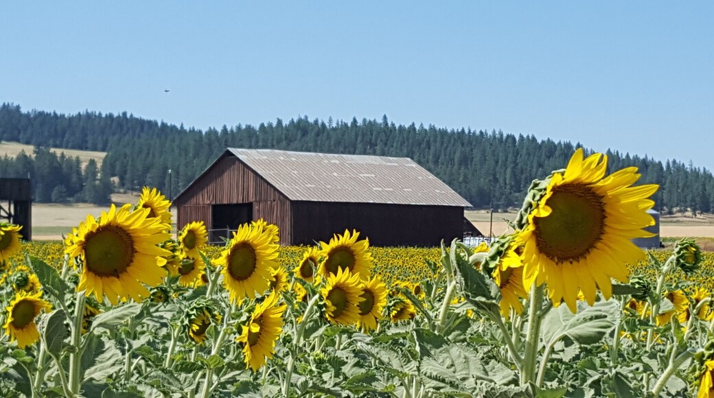 Just South of Deer Park, WA.
