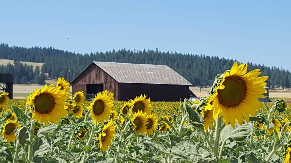 A sunflower field with a barn and forest in the background.