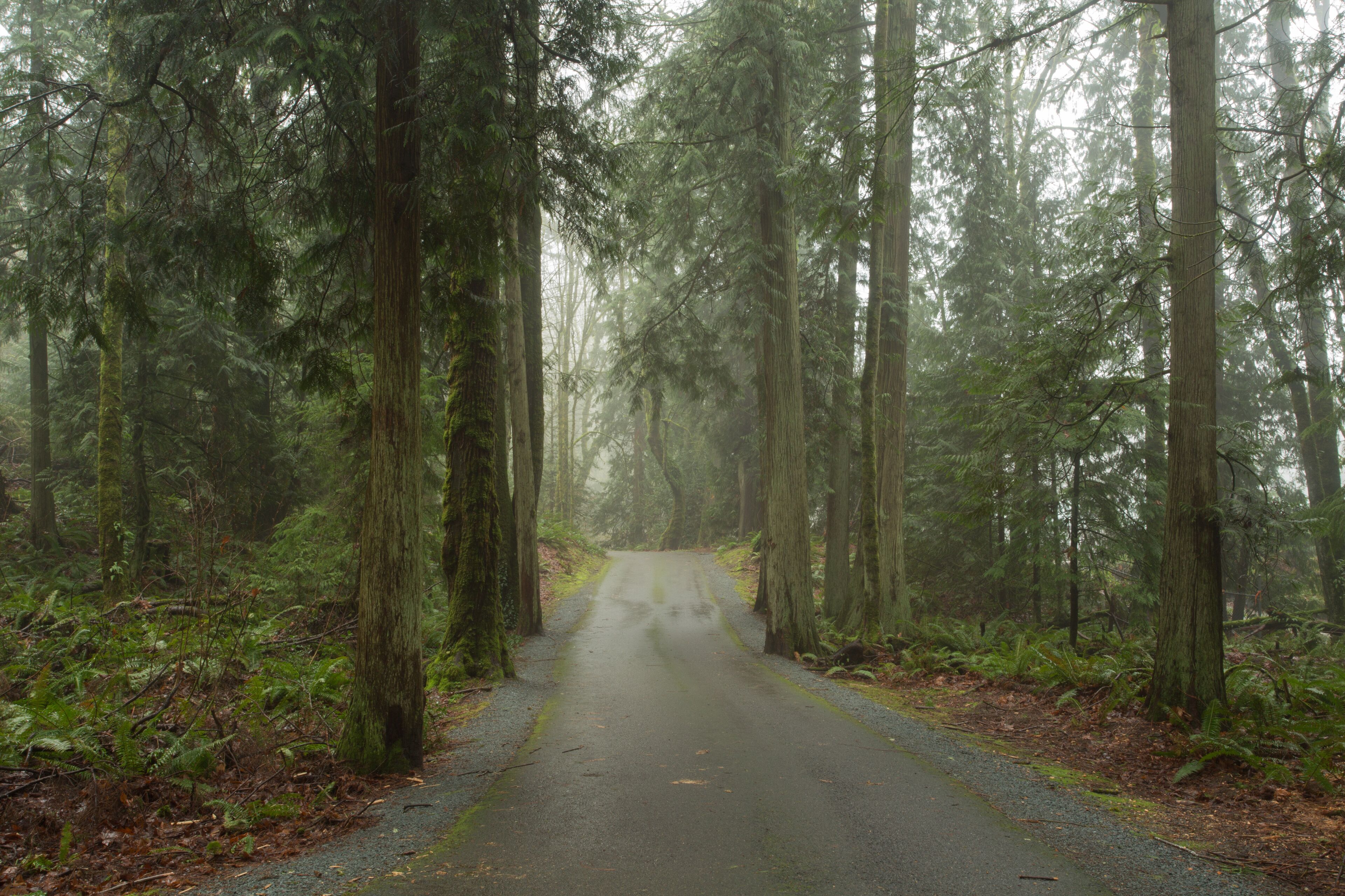 A one-lane road leading through a forest on a foggy morning at Wildwood Park in Puyallup, Washington.
