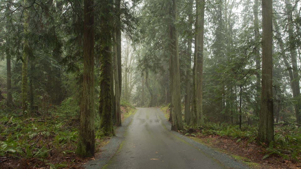A one-lane road leading through a forest on a foggy morning at Wildwood Park in Puyallup, Washington.