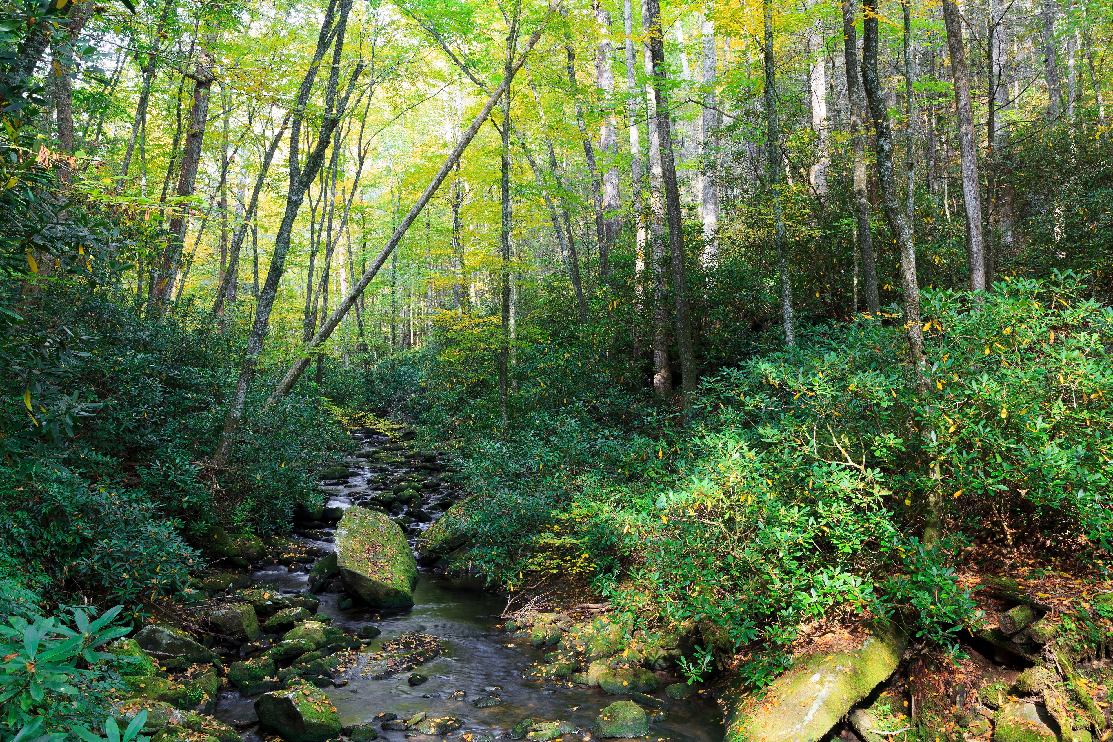 Little Santeetlah Creek in the Joyce Kilmer Memorial Forest in the fall