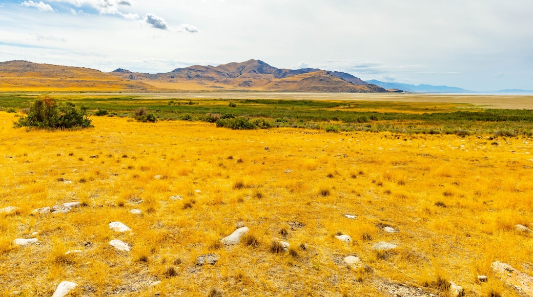 A vast yellow grassland with scattered rocks and distant mountains under a cloudy sky.