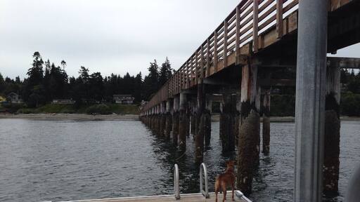 This Indianola dock has been around since before I was a kid. Decades ago it used to be a useful place for ferries and steamers and other boats to dock, and now it's simply enjoyed and fished upon by all the residences in this tiny town.
Climbing up and jumping off the top of the dock is mountains of exhilarating fun! Especially later in August where you can see the bioluminescence incredibly clearly, away from the lights of the big cities.
Try to swim from dock to shore or vice versa - delightful workout! :) then go grab a juicy hot dog from the Indianola Country Store.