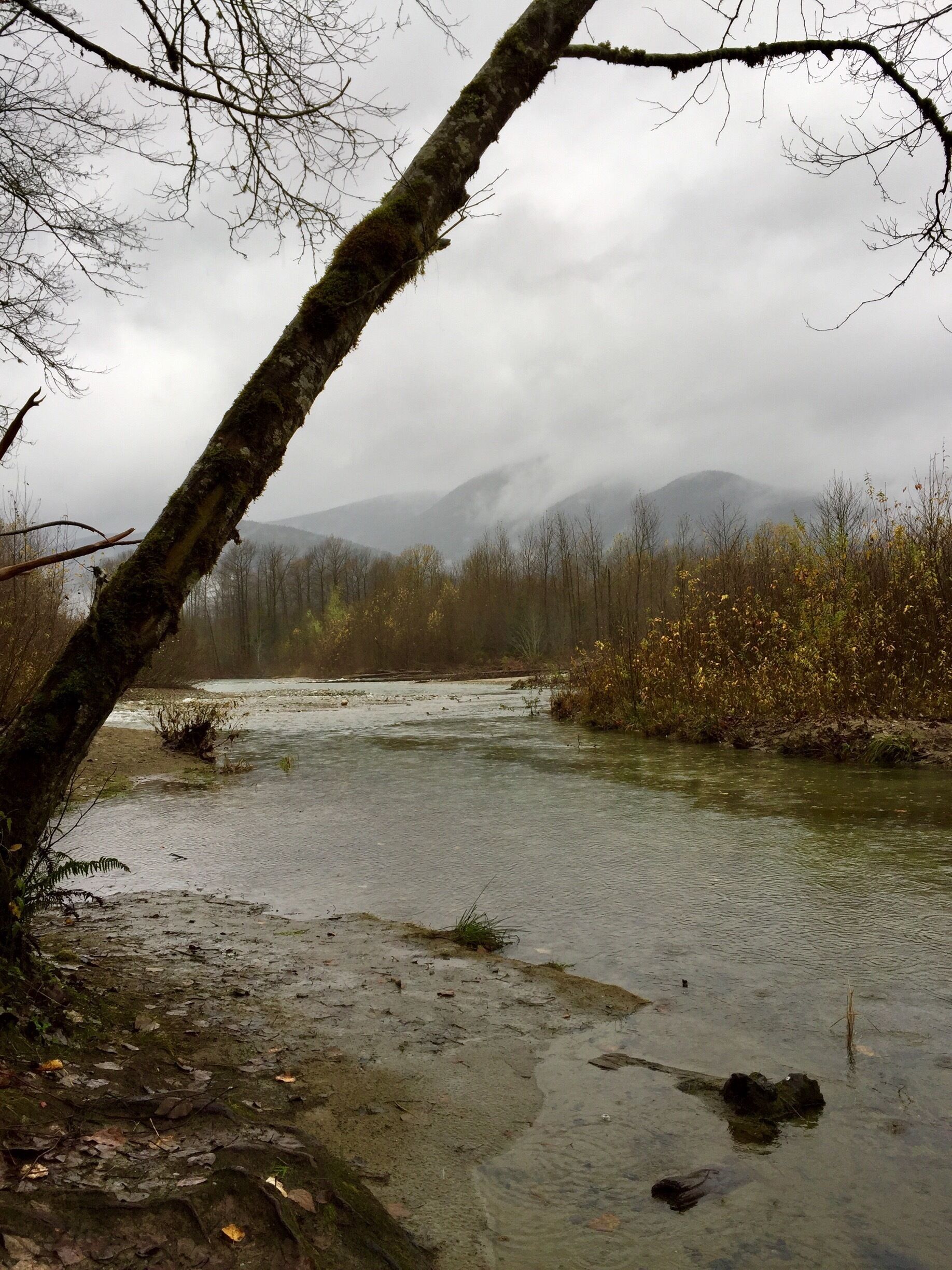 With the Cascade Mountains in the background, Marblemount Fish Hatchery was a pleasant stop.  The hatchery has a self-guided tour and you can see salmon in various stages of growth.  Walk down the trail (there's a big sign) for bird watching, as well as wild salmon.  