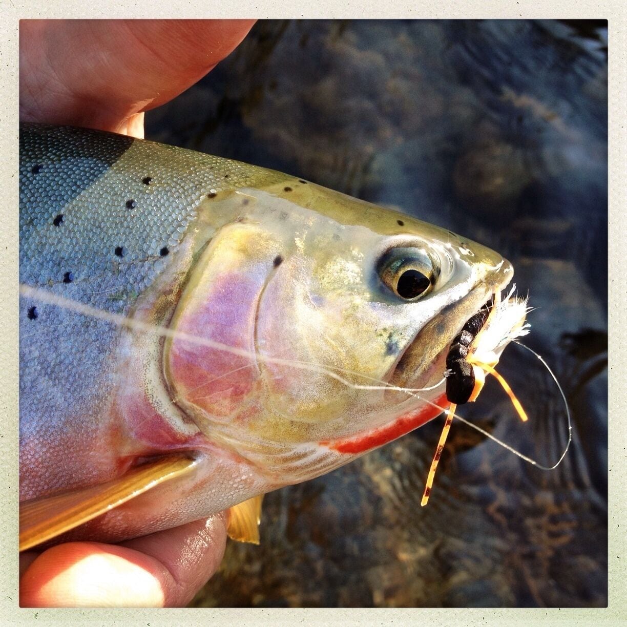 Snapped a quick shot of this colorful cutthroat trout before sending him back deep into his pool. 