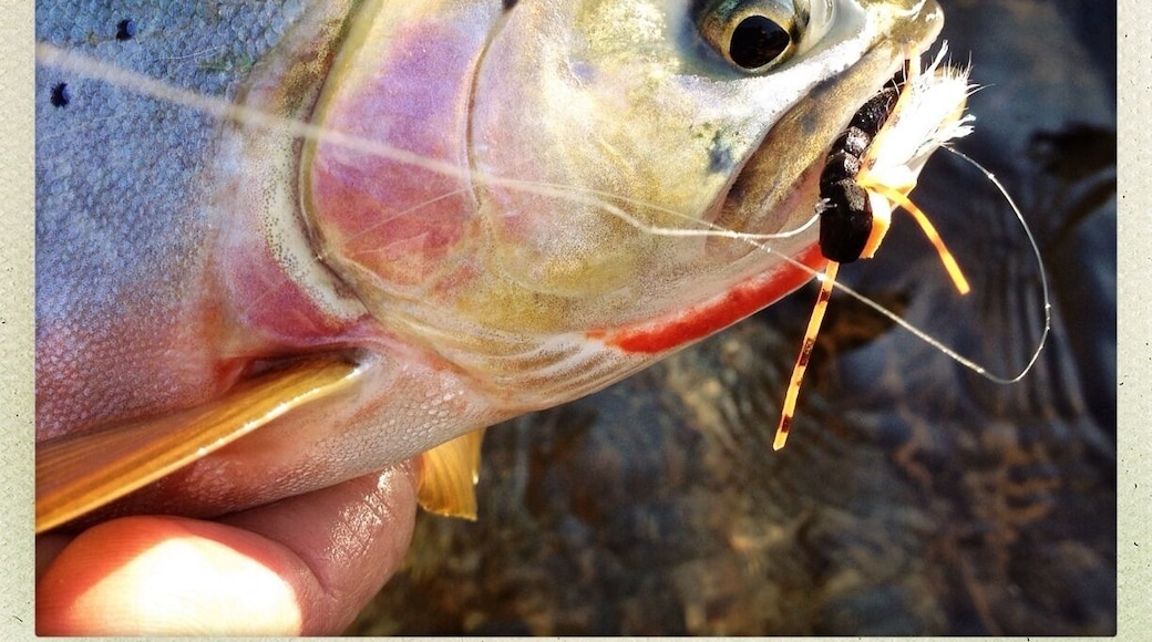 Snapped a quick shot of this colorful cutthroat trout before sending him back deep into his pool.