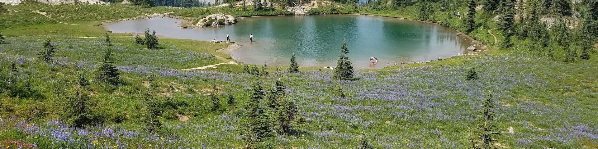 A spectacular 2.8-mile loop past views of Dewey Lake and Tipsoo Lake...and this gem of a little lake with fields of lupine, paintbrush, and heather is bestvin late July and early August. Be prepared for biting bugs!
#MtRanier