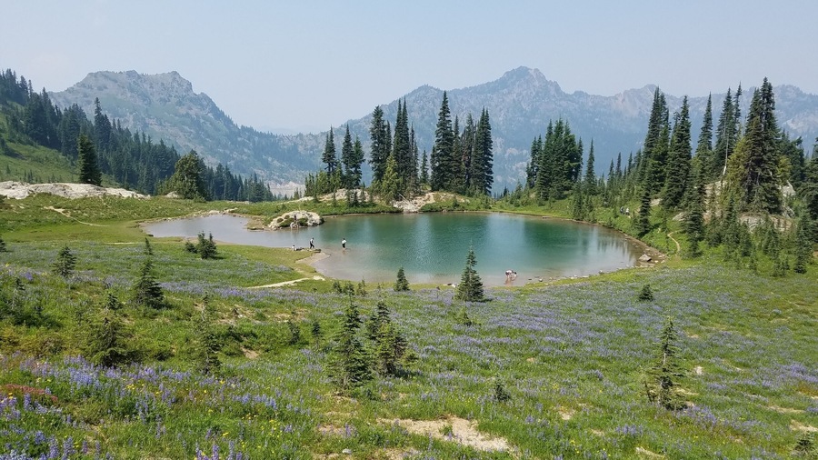 A spectacular 2.8-mile loop past views of Dewey Lake and Tipsoo Lake...and this gem of a little lake with fields of lupine, paintbrush, and heather is bestvin late July and early August. Be prepared for biting bugs!
#MtRanier