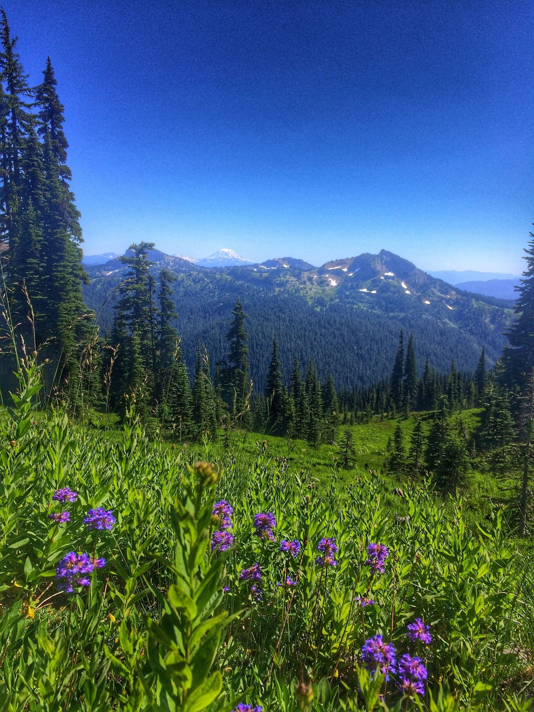 Beautiful summer lupine beside the trail on the trail from Sheep Lake to Sourdough Gap (on the Pacific Crest Trail) near Chinook Pass, WA. 

http://www.wta.org/go-hiking/hikes/sourdough-gap
