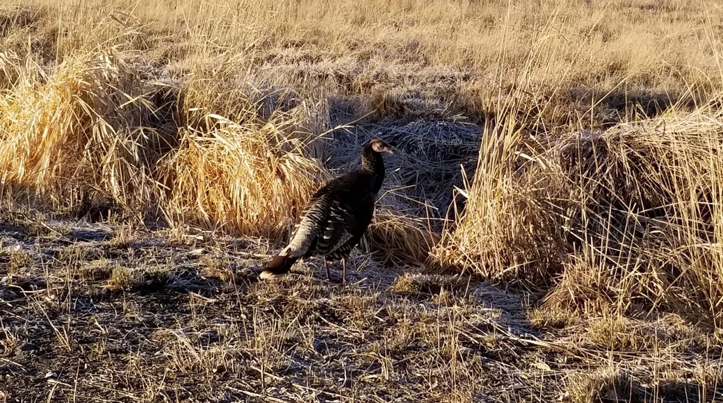 Turkey buzzard on the road to Odessa, WA #Wildlife photo challenge