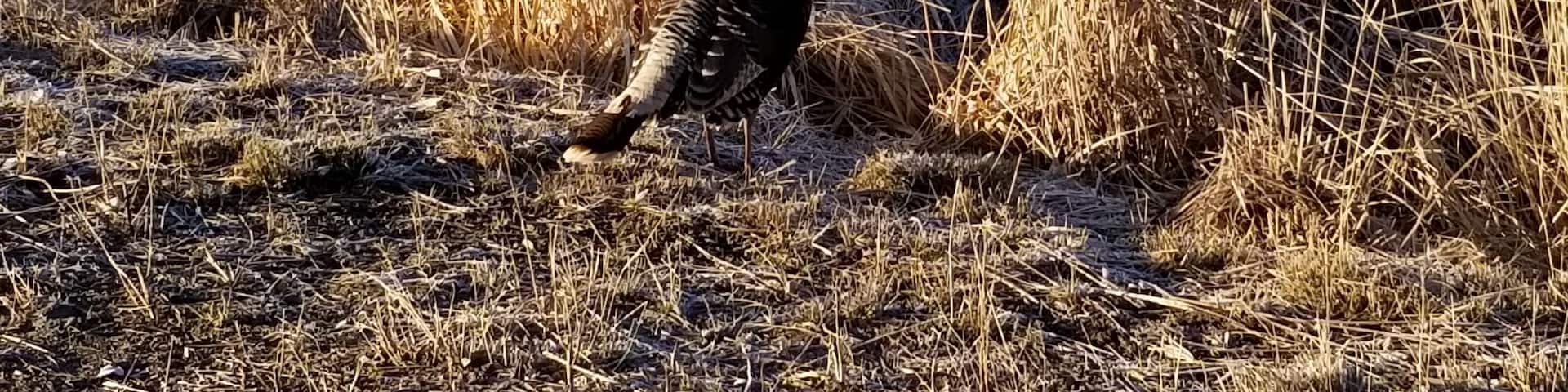Turkey buzzard on the road to Odessa, WA #Wildlife photo challenge