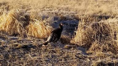 Turkey buzzard on the road to Odessa, WA #Wildlife photo challenge