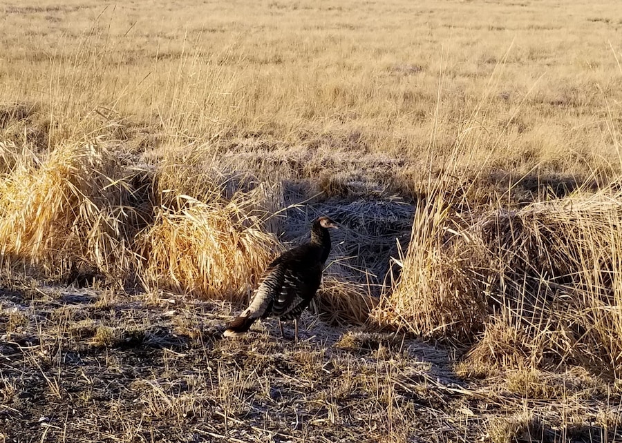 Turkey buzzard on the road to Odessa, WA #Wildlife photo challenge