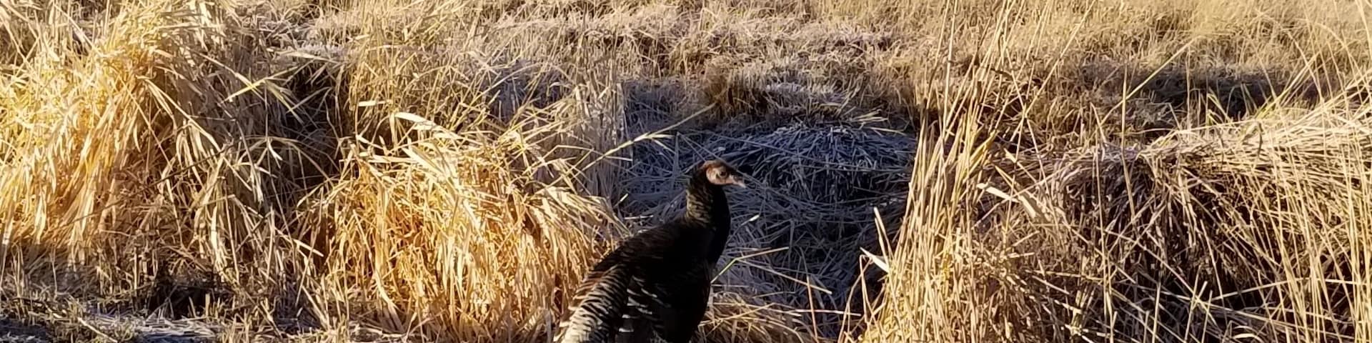 Turkey buzzard on the road to Odessa, WA #Wildlife photo challenge