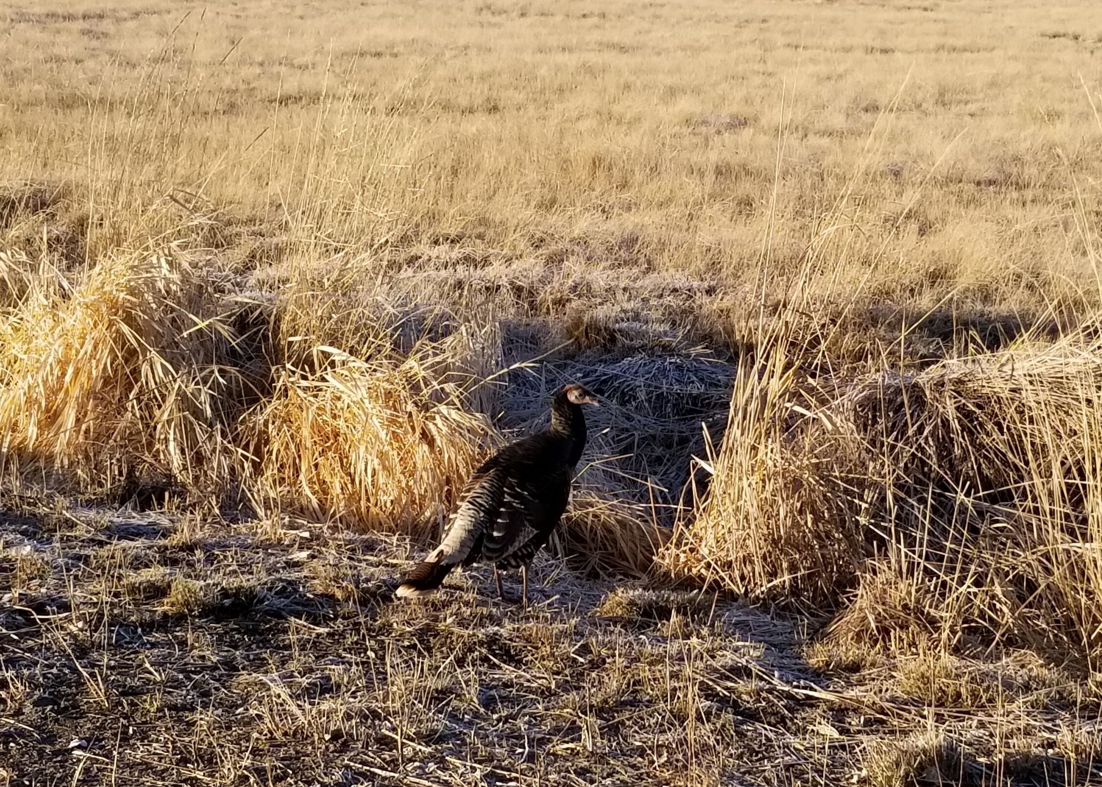A bird in a field with dry grass and a pile of hay.