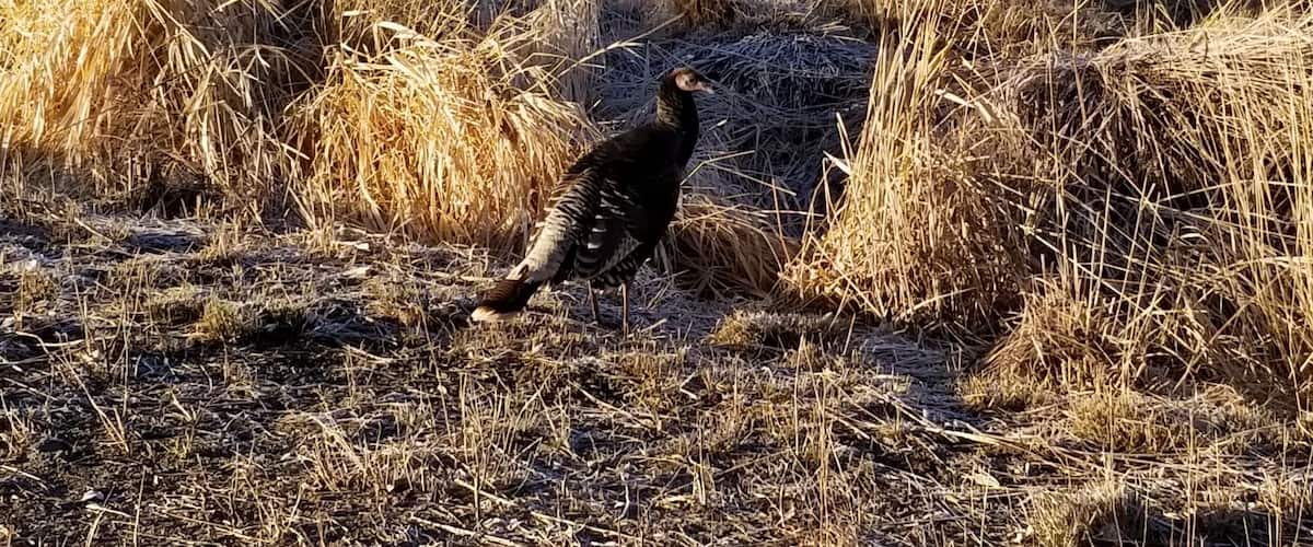 A bird in a field with dry grass and a pile of hay.