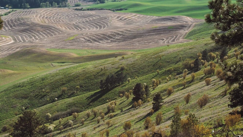 A vast landscape with rolling hills, a large open field, and dense forests in the background.