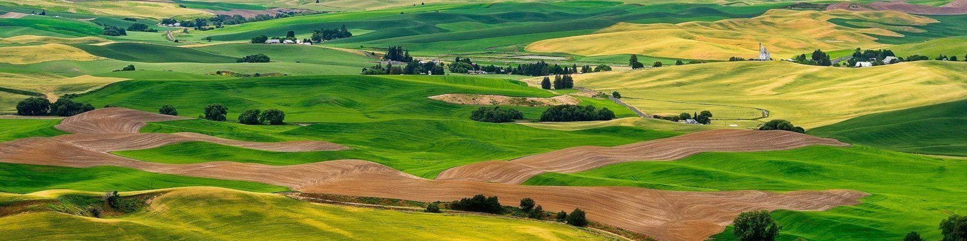 A #golden harvest in Palouse county Washington State. You'll see nothing but mile and miles of farm lands in this area. It's a stark contrast to the forested landscapes of western Washington.