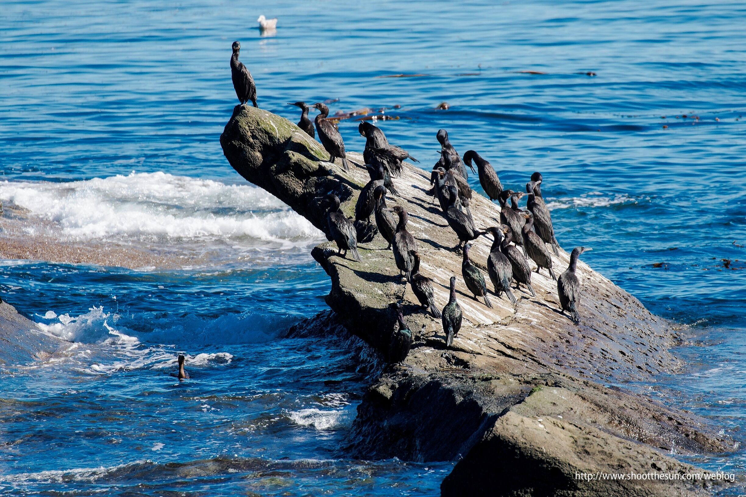 Whole mess'o Double Crested Cormorants sitting on a seastack.

There were actually two seastacks full of these things, one right next to the other, but this one had the whole "leading up to a dramatic point" thing going for it.