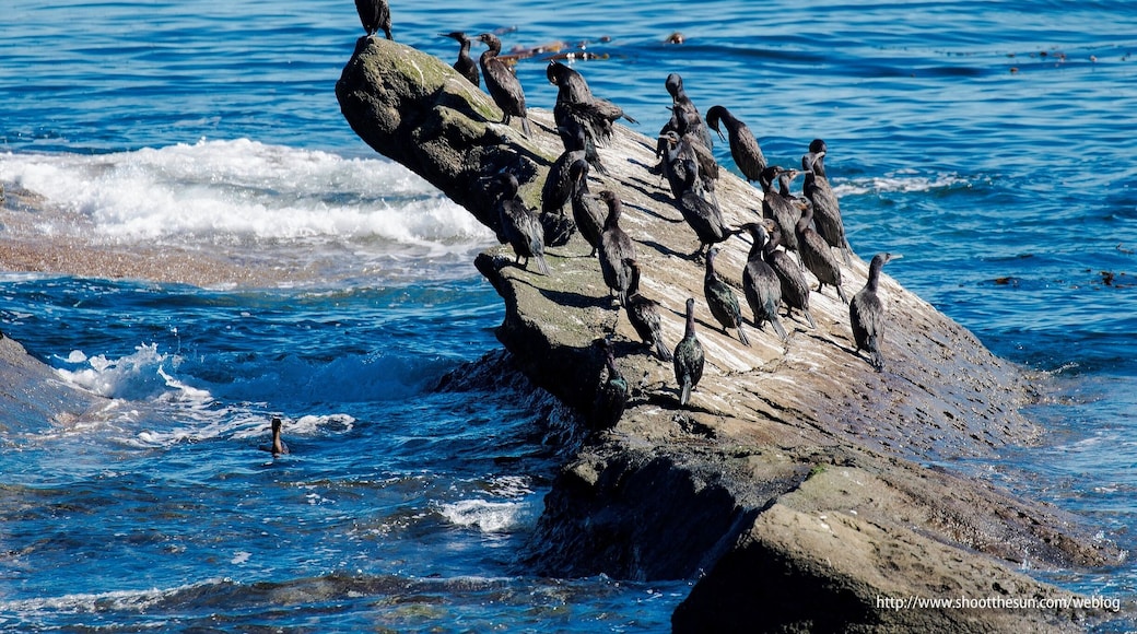 Whole mess'o Double Crested Cormorants sitting on a seastack.
There were actually two seastacks full of these things, one right next to the other, but this one had the whole "leading up to a dramatic point" thing going for it.