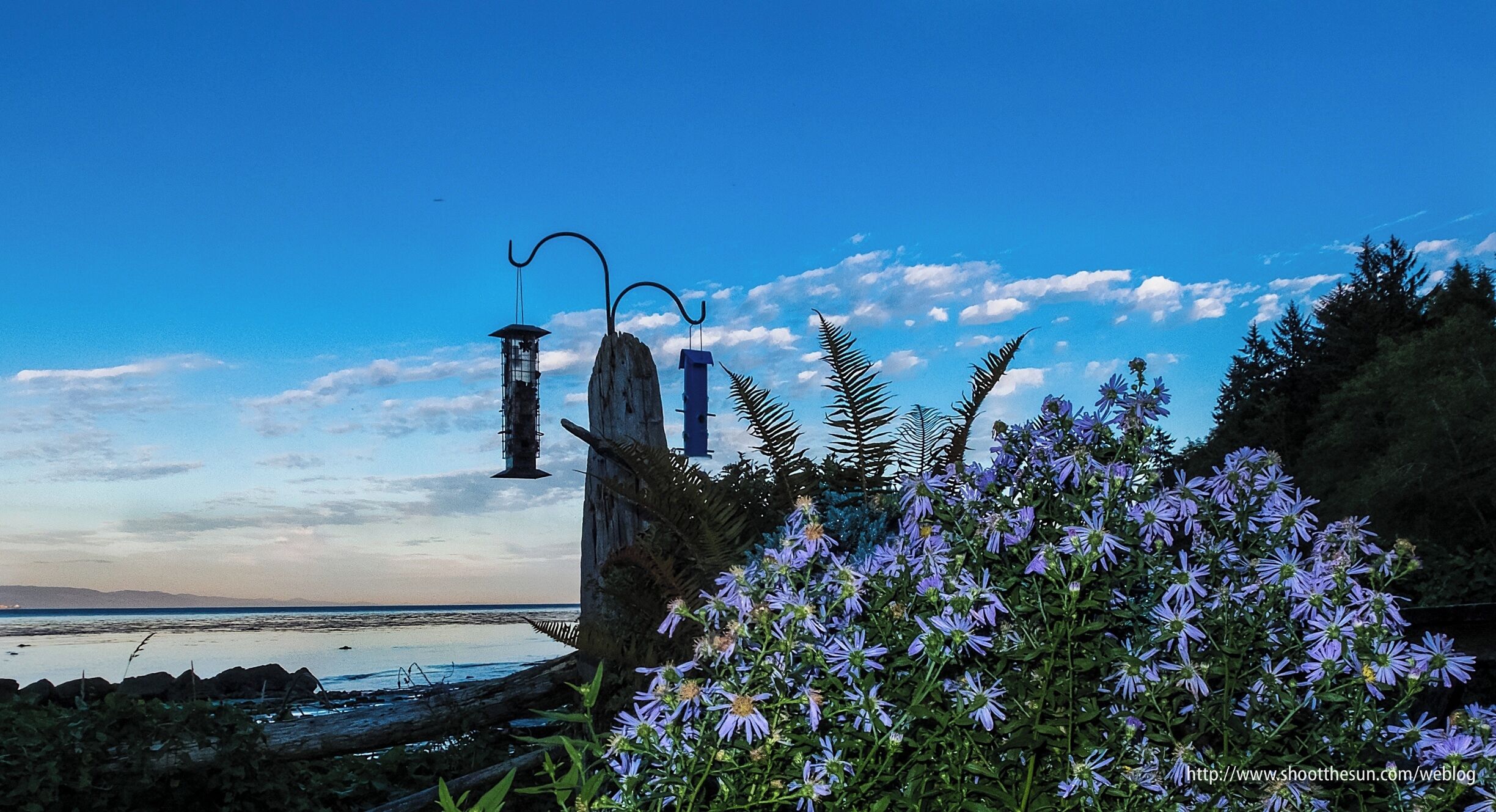 A clump of Purple Daisy Asters catching the light from the cabin at sunset.