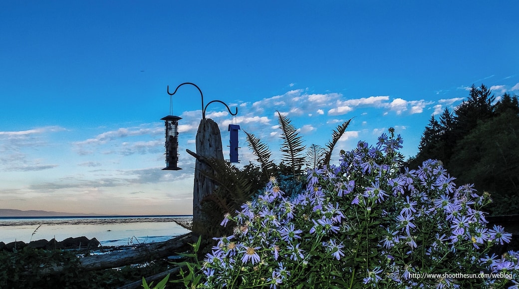 A clump of Purple Daisy Asters catching the light from the cabin at sunset.