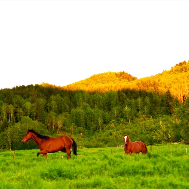 Once referred to as "Little Venice" in the 1800's due to its river-centric trade and transport system, Skamokowa is nestled secretively along the creeks and sloughs of the lower Columbia River and surrounded by lush, bucolic countryside. It's tiny but delightfully self-sufficient with its one grocery store, cafe, book and gift shop, museum and public boat launch ramp. There' s a small offering of inns and B&B's in the area. A no-brainer for kayakers but also a serene refuge for hikers, bikers or those seeking a restful hub for a weekend of scenic drives.  • http://www.welcometowahkiakum.com/lodging_skamokawa.shtml • #Skamokawa #ColumbiaRiver #historic #towns #kayak #bike #hike