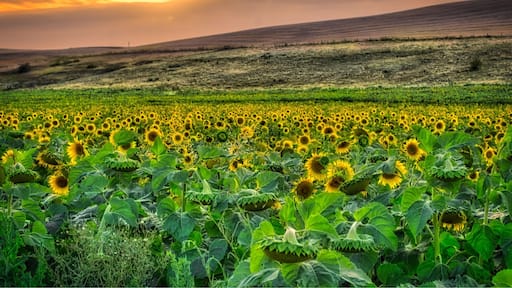I came across this field of sunflowers a few days ago.