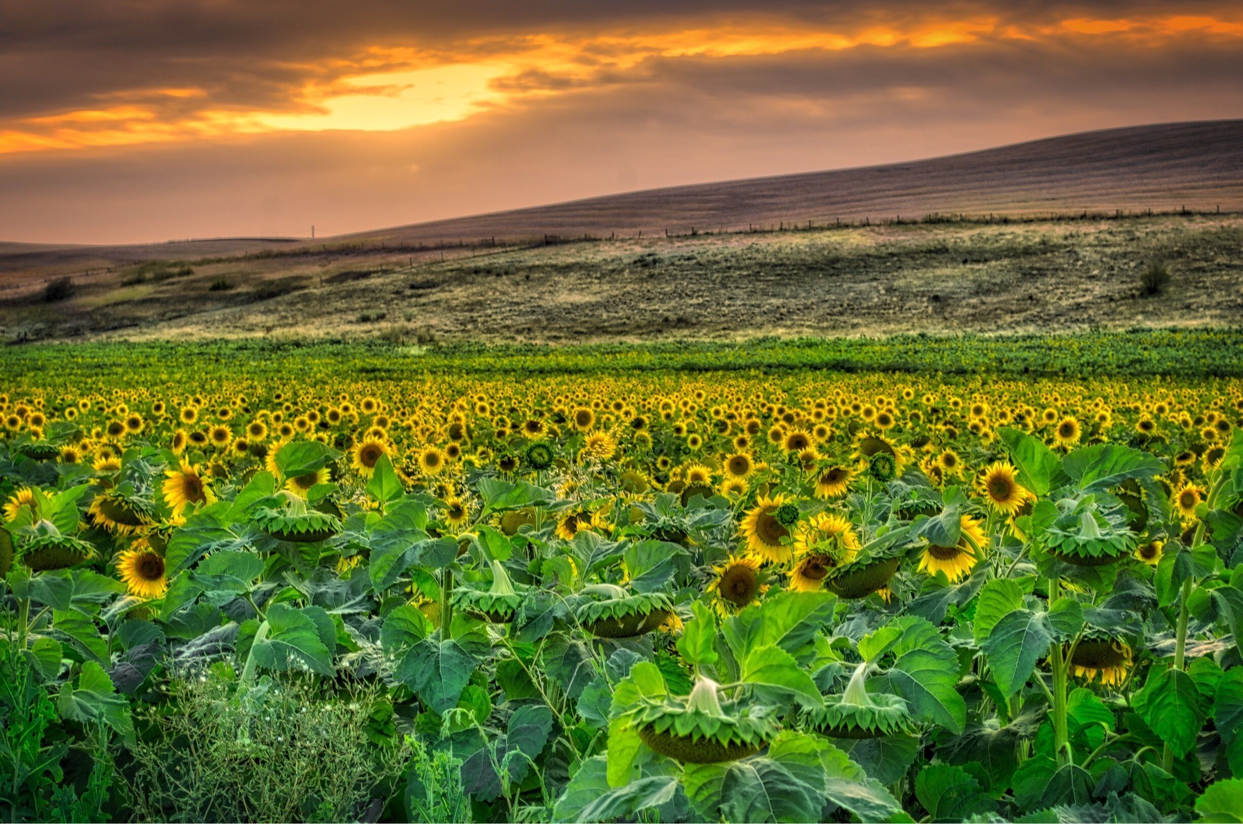 A sunflower field with a sunset in the background.